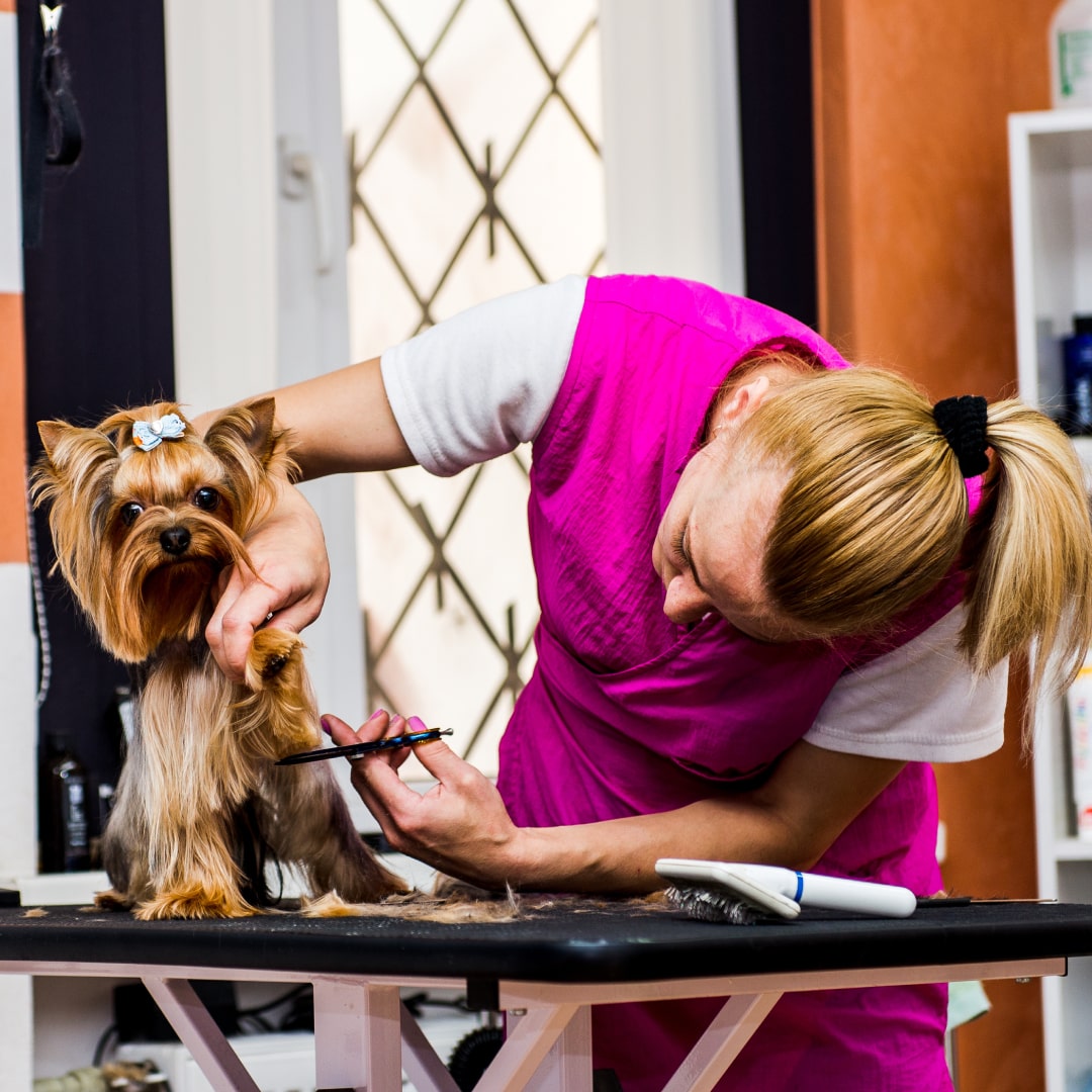 The Ultimate Guide to Dog Grooming: Tips, Tools, and Techniques