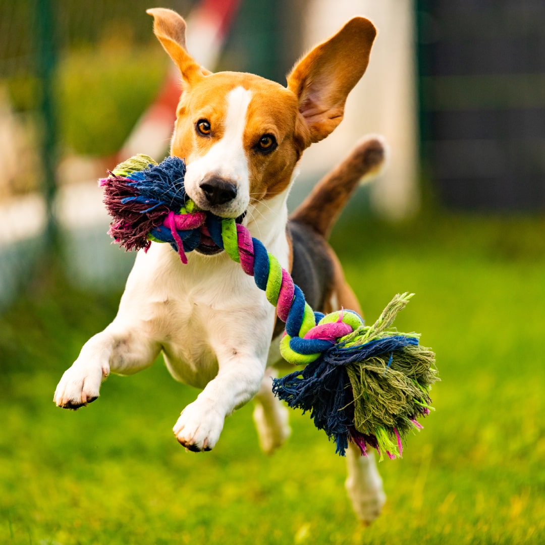 Top 10 Must-Have Dog Toys for Every Pup's Playtime