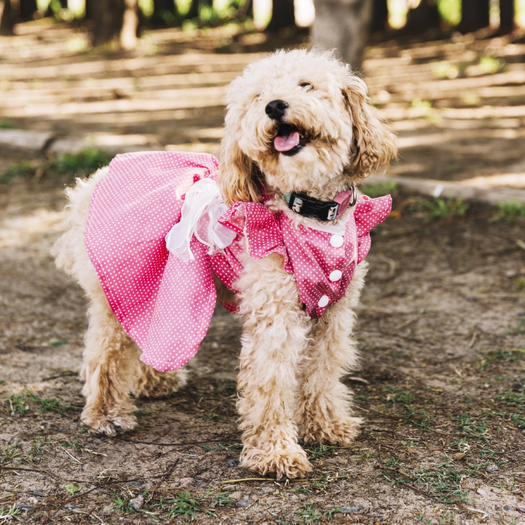 Dog Dresses