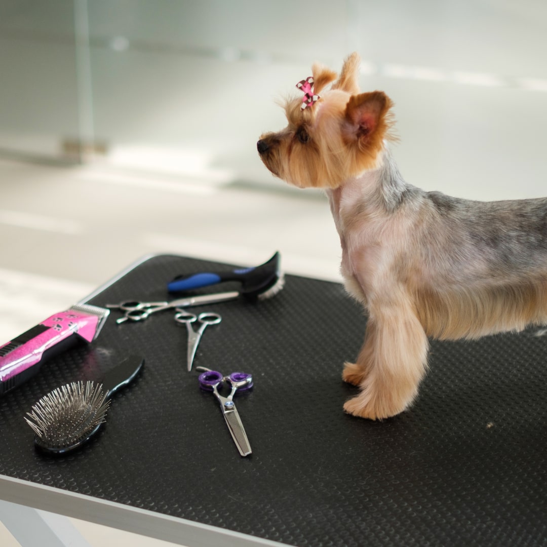 Dogs Grooming