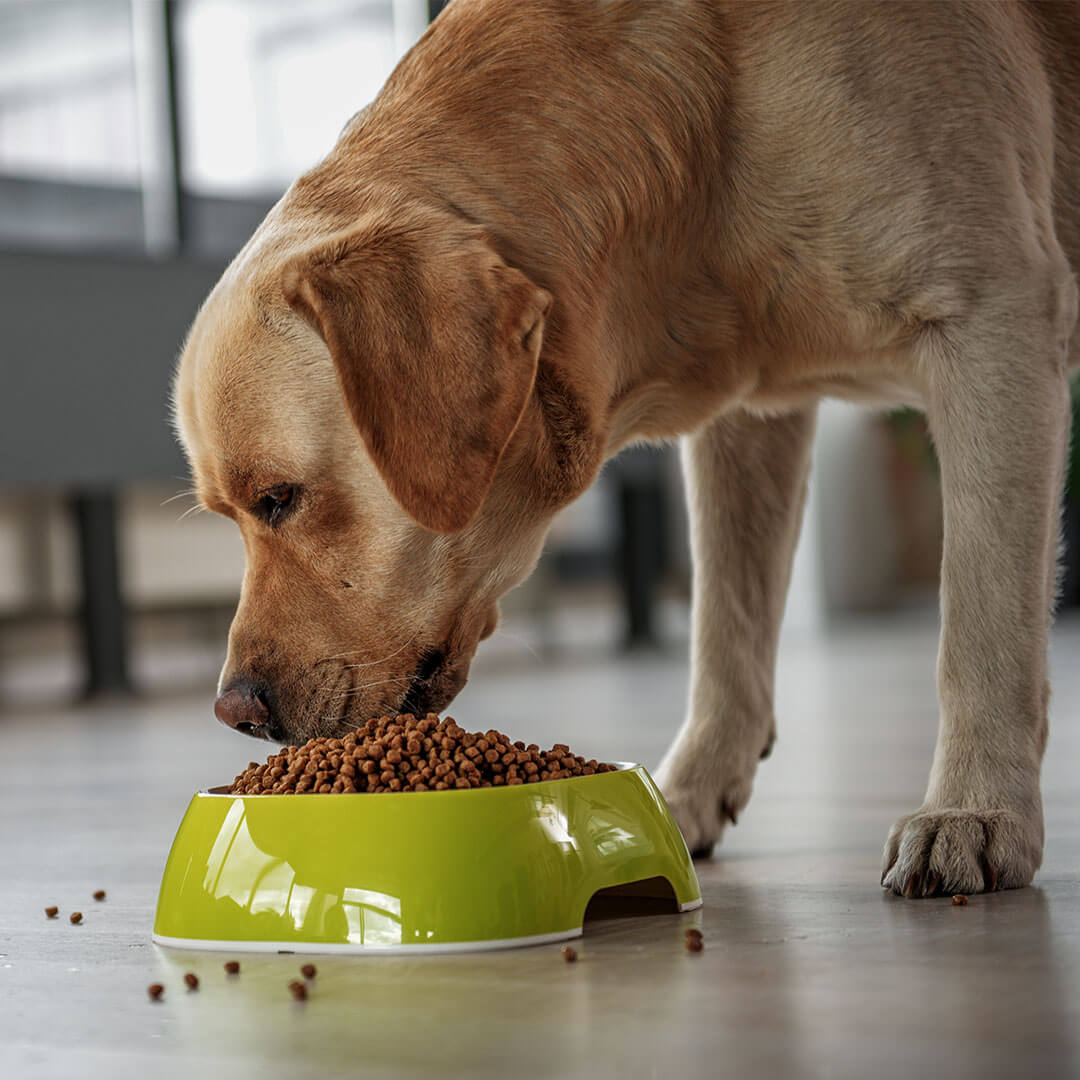 Dogs Feeding Accessories